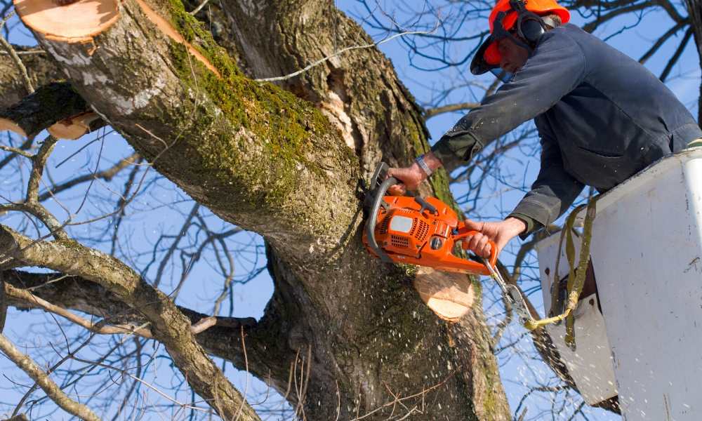 Viktige faktorer for å beholde treet