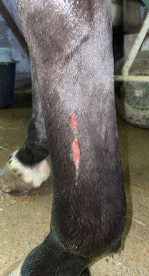 Hest skadet