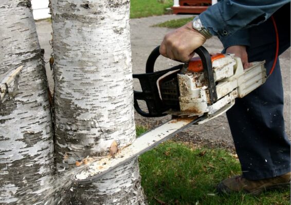 Alt du trenger å vite om erstatning etter ulovlig felling av trær